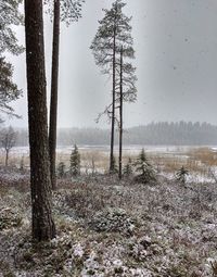 Trees on field against sky during winter