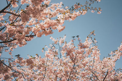 Low angle view of cherry blossoms against sky