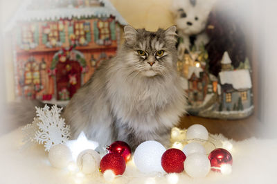 View of cat with christmas decorations