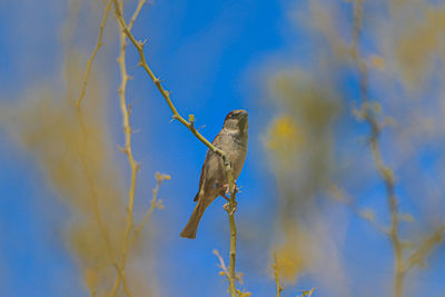 Low angle view of bird perching on branch