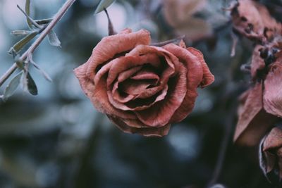 Close-up of red rose