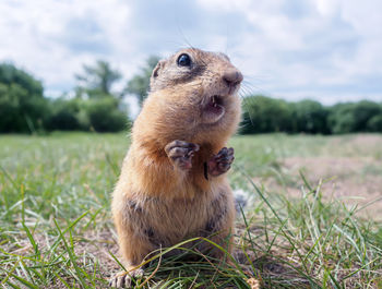 Close-up of squirrel on field