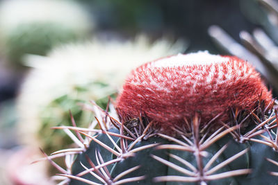 Close-up of red cactus flower