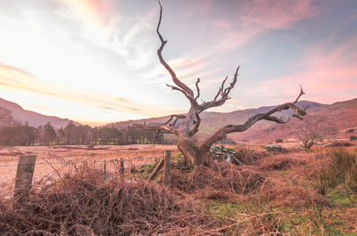 Bare tree on field against sky