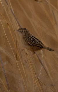 Close-up of bird perching