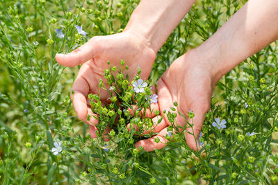 Cropped hand of woman holding plant