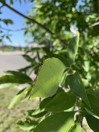 Close-up of green leaves on plant