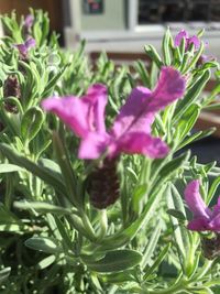 Close-up of pink flowers