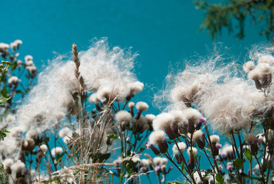 Close-up of white flowering plants