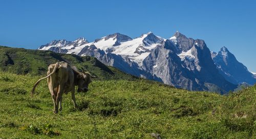 View of a horse on mountain