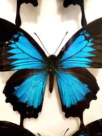 Close-up of butterfly on leaf