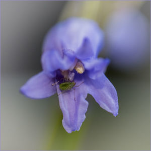 Close-up of bee pollinating on purple flower