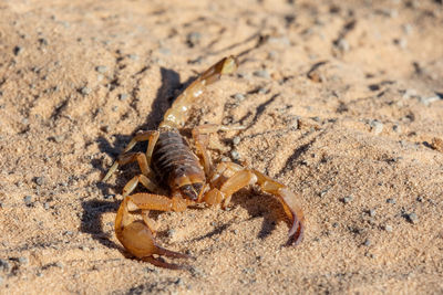 High angle view of crab on sand