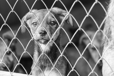 Close-up of dog seen through chainlink fence