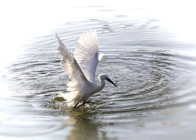 Bird in lake