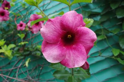 Close-up of pink flowering plant