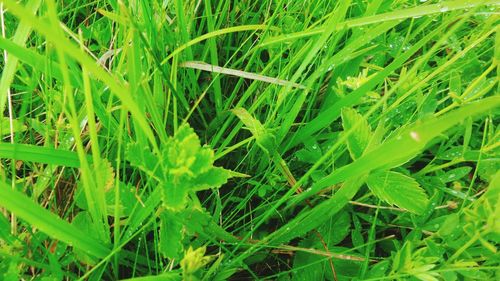 High angle view of grass growing on field