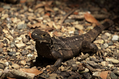 Close-up of lizard on field
