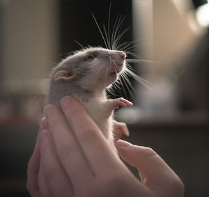 Close-up of a cat