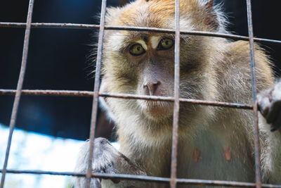 Portrait of monkey in cage