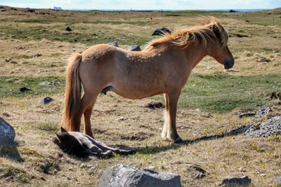 Horses grazing on grassy field