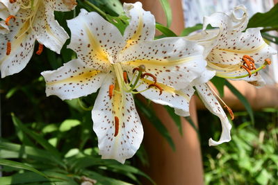 Close-up of white lily flowers