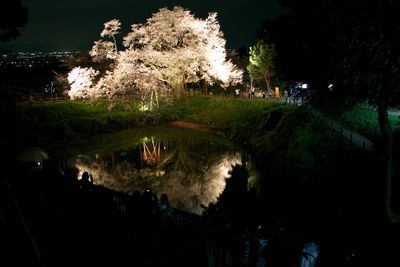 View of trees at night