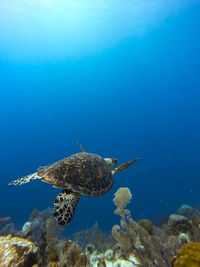 Turtle swimming in sea