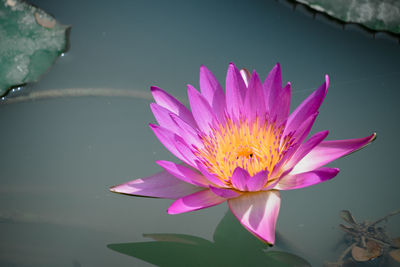 Close-up of lotus water lily in lake