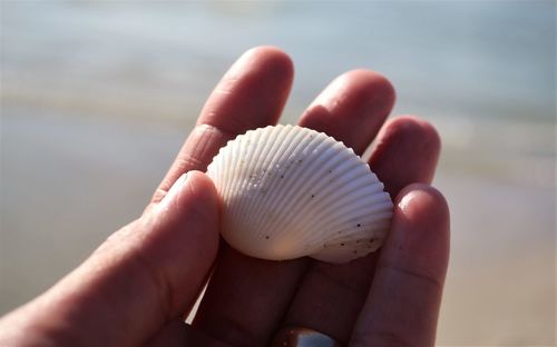 Close-up of hand holding seashell