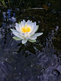 Close-up of white water lily blooming in pond