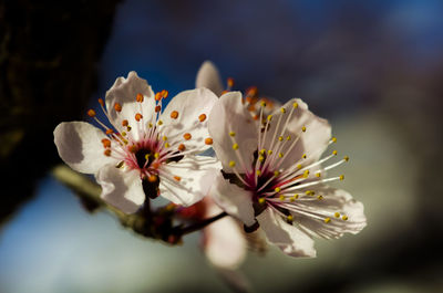 Close-up of white flowers
