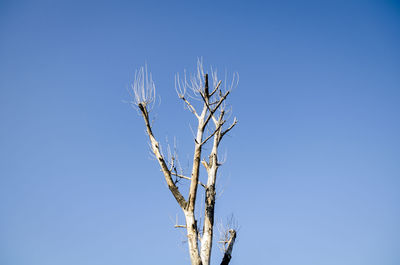 Low angle view of plant against clear blue sky