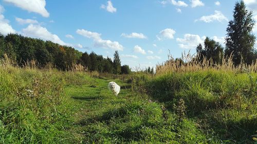 Dog on field against sky