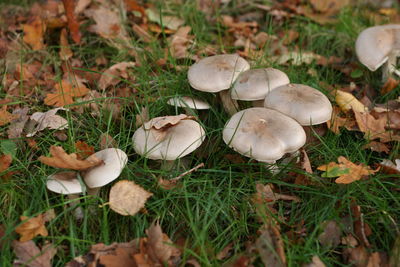 Close-up of mushroom growing on grassy field