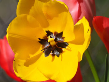 Close-up of red yellow flower