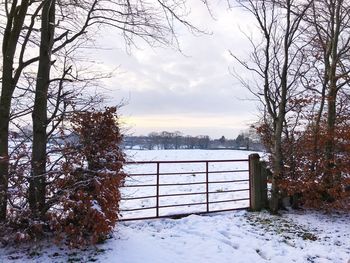 Bare trees against sky during winter