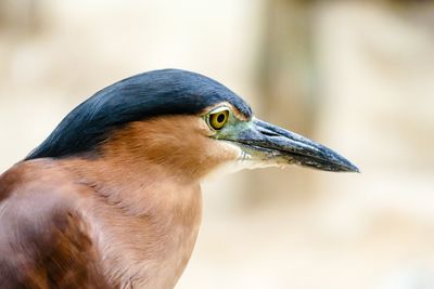 Close-up of bird perching outdoors