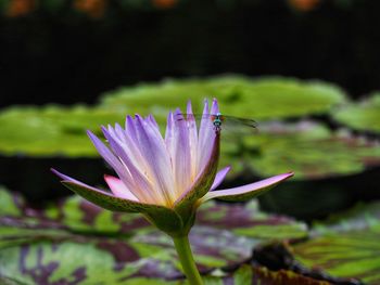 Close-up of purple water lily