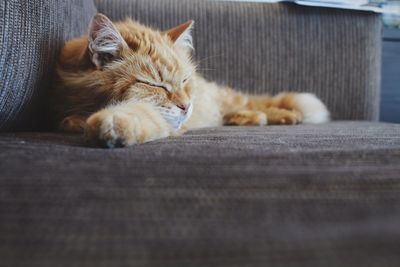 Cat sleeping on sofa