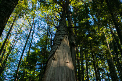 Low angle view of pine tree in forest