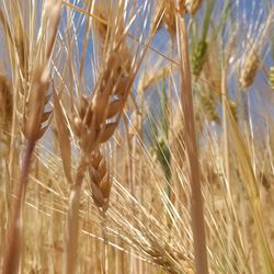 Close-up of wheat growing on field