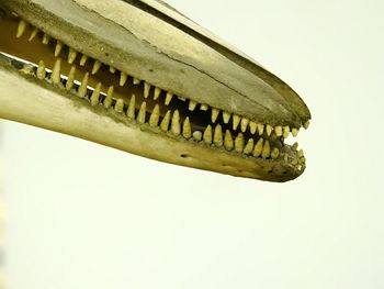 Close-up of leaf against white background