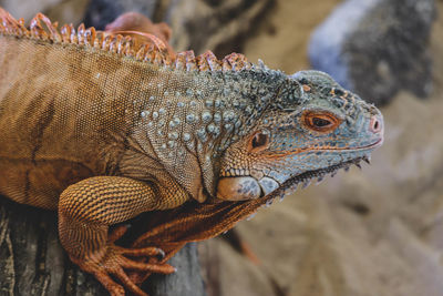 Close-up of a lizard