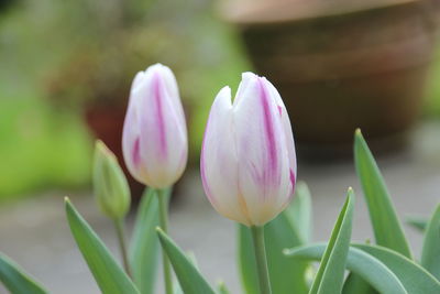 Close-up of pink crocus blooming outdoors