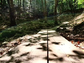 Footpath amidst trees in forest