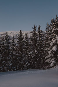 Pine trees on snow covered field against clear sky
