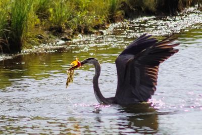 Birds flying over lake