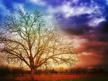 Bare trees on field against cloudy sky