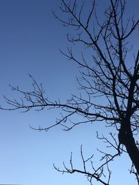 Low angle view of bare tree against clear blue sky